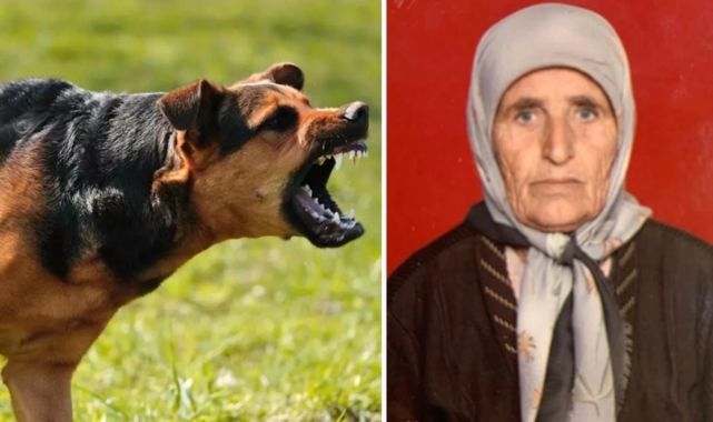 Yaşlı kadını tarlada köpekler parçaladı