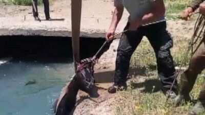 Erzincan’da 3 gündür kayıp olan at, sulama kanalında bulundu. Boğulmak