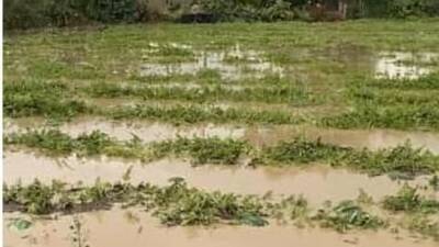 Adana’nın Yumurtalık ve Karaisalı ilçesinde etkili olan yağmur nedeniyle tarım