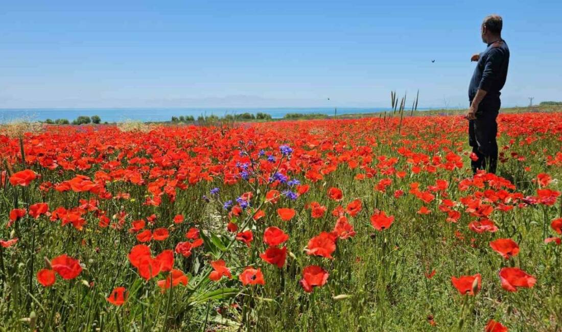 Bitlis’in Adilcevaz ilçesinde havaların ısınmasıyla birlikte açmaya başlayan gelincik çiçekleri