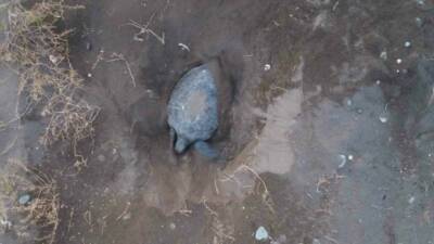 Nesli tehlike altında olduğu için koruma altında bulunan ’caretta caretta’