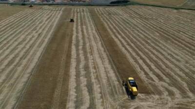 Hatay’da kurak geçen kış ve ilkbahar mevsimi sonrası gelişimini yeterli