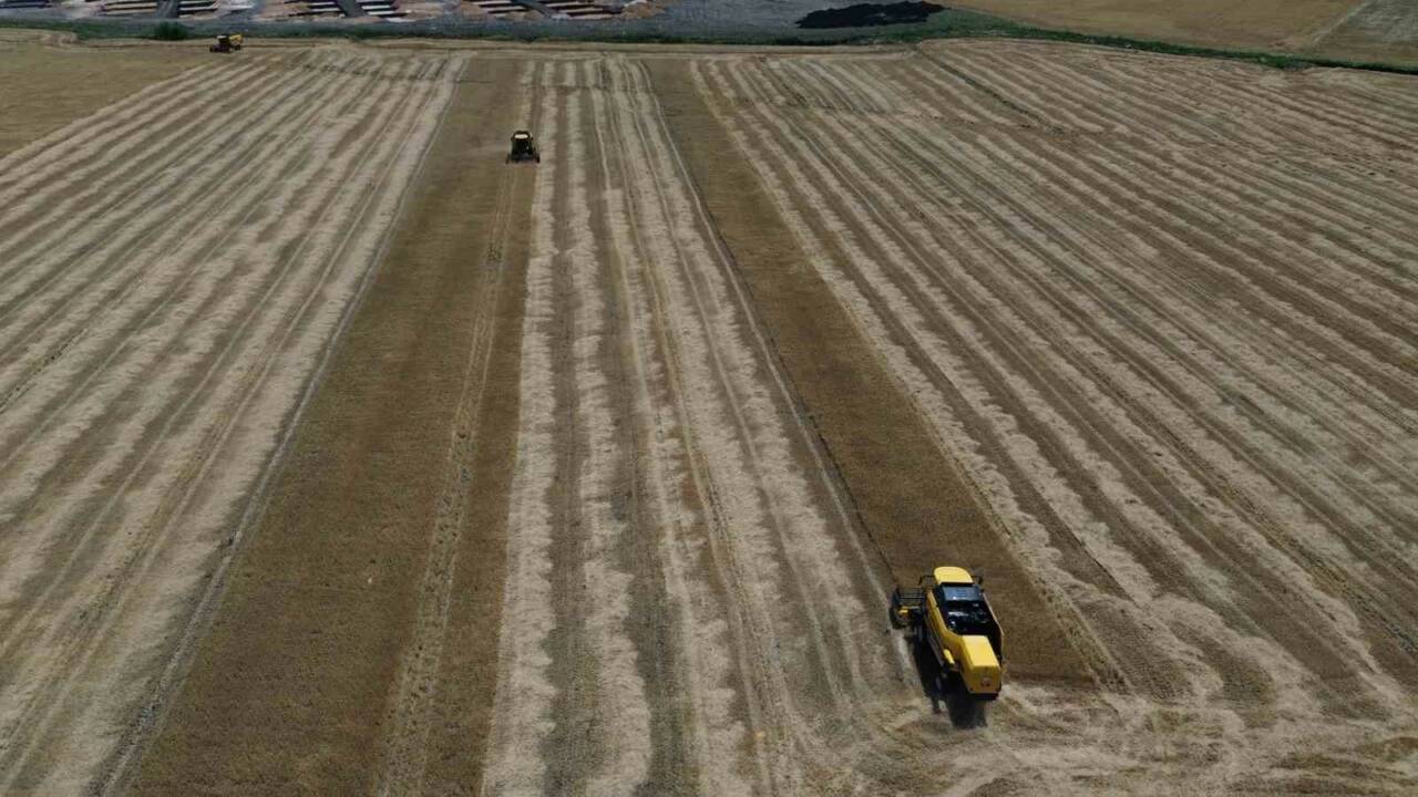 Hatay’da kurak geçen kış ve ilkbahar mevsimi sonrası gelişimini yeterli