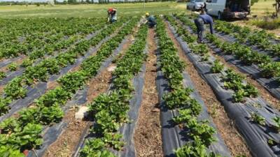 Konya’nın Beyşehir ilçesinde çilek üretiminde hasat öncesi pestisit denetimi gerçekleştirildi.