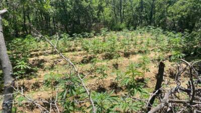 BİNGÖL (AA) – Bingöl’de düzenlenen operasyonlarda 4 bin 763 kök