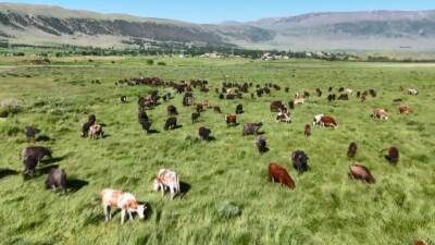 Bitlis’in Güroymak ilçesinde meralarda bahar aylarının gelmesiyle otlayan mandalar, ortaya