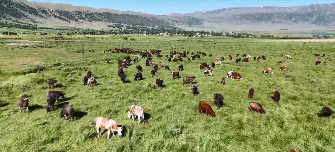 Bitlis’in Güroymak ilçesinde meralarda bahar aylarının gelmesiyle otlayan mandalar, ortaya