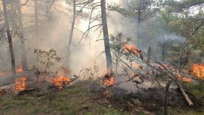Bolu’nun Göynük ilçesinde ormanlık alanda yıldırım düşmesi sonucu çıkan yangın,