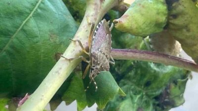 Longoz Ormanları ile bilinen Bursa’nın Karacabey ilçesindeki Boğazköy, Bayramdere ve