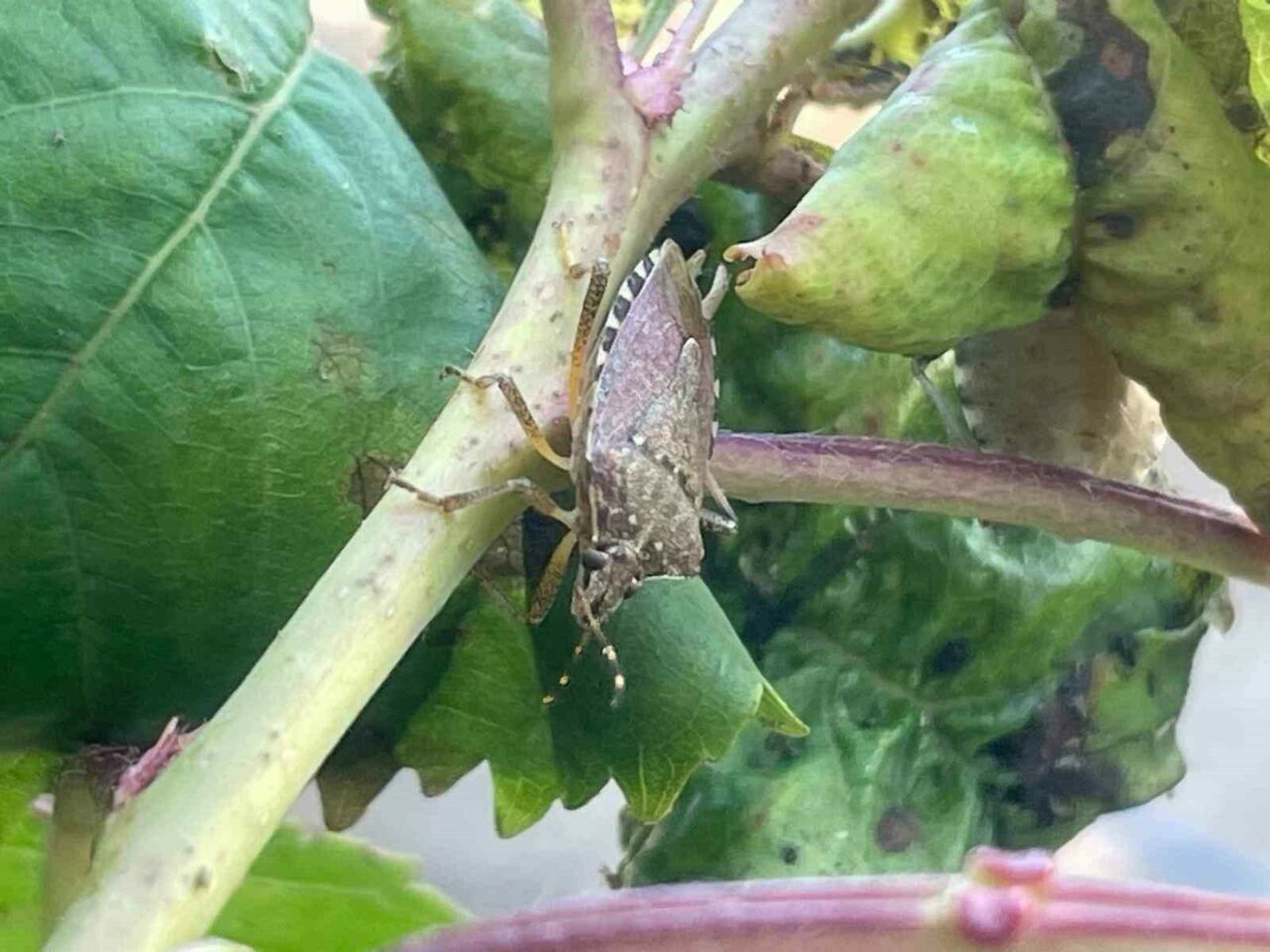 Longoz Ormanları ile bilinen Bursa’nın Karacabey ilçesindeki Boğazköy, Bayramdere ve