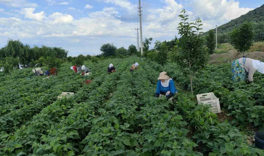 Bursa’nın meşhur ’nazende’ fasulyesinin hasadına başlandı. Damaklarda farklı tat bırakan