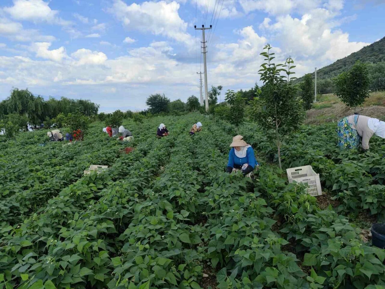 Bursa’nın meşhur ’nazende’ fasulyesinin hasadına başlandı. Damaklarda farklı tat bırakan