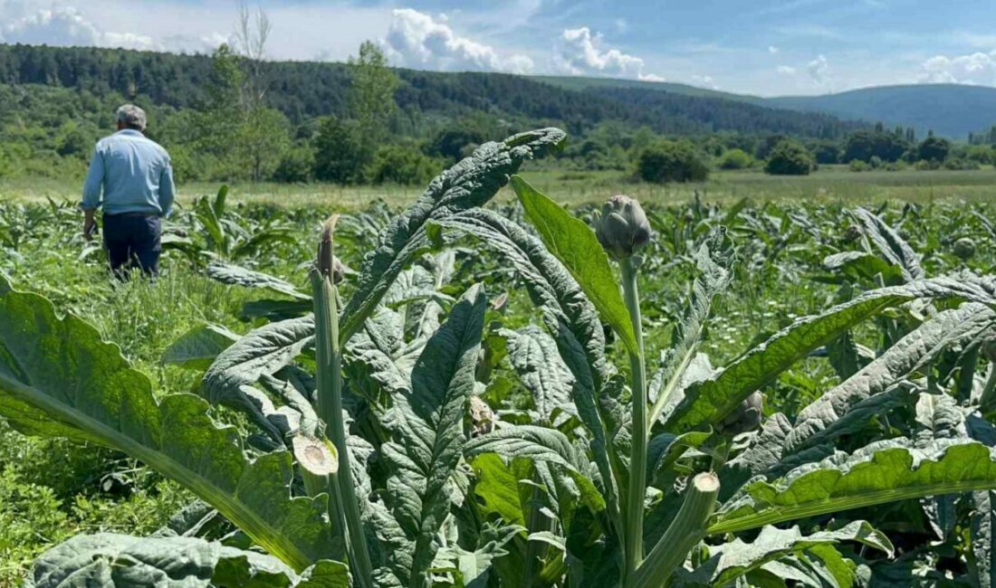 Bursa’da kendisine has lezzeti ve kılçıksız olması sebebiyle coğrafi işaret