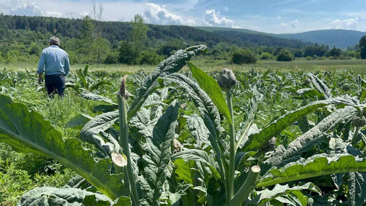 Bursa’da kendisine has lezzeti ve kılçıksız olması sebebiyle coğrafi işaret