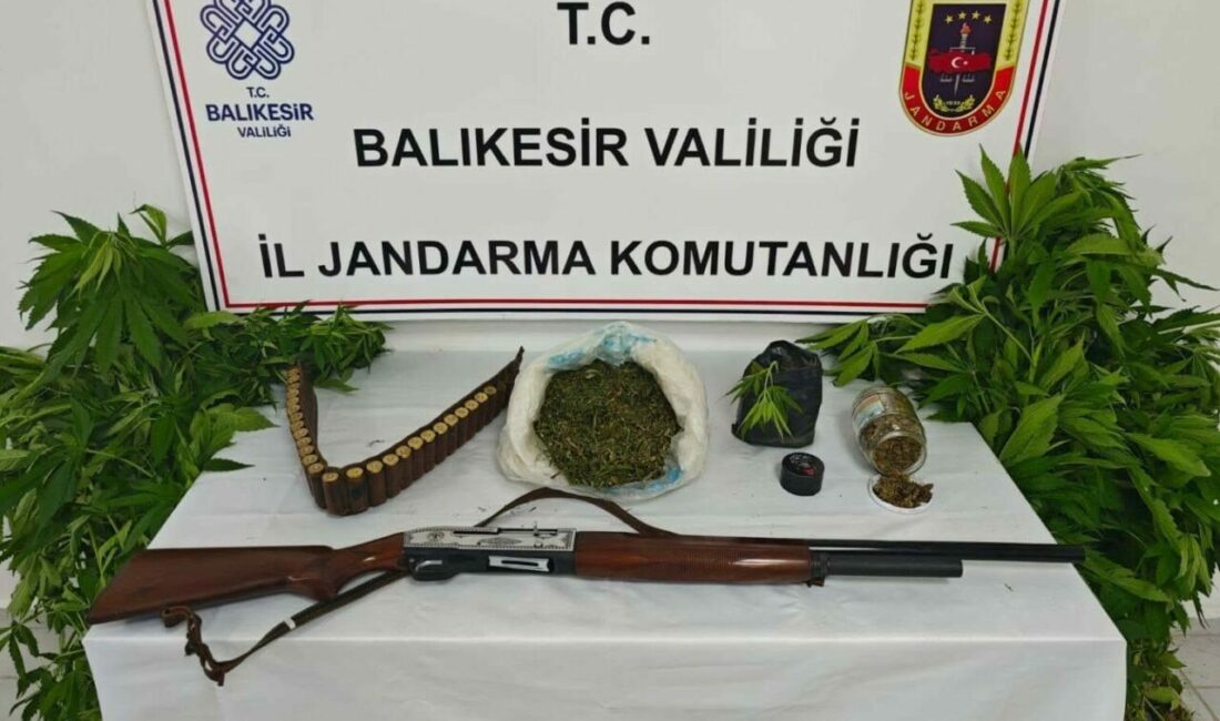 Balıkesir’in Erdek ilçesinde jandarma ekiplerince düzenlenen uyuşturucu operasyonunda 93 kök