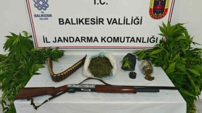 Balıkesir’in Erdek ilçesinde jandarma ekiplerince düzenlenen uyuşturucu operasyonunda 93 kök