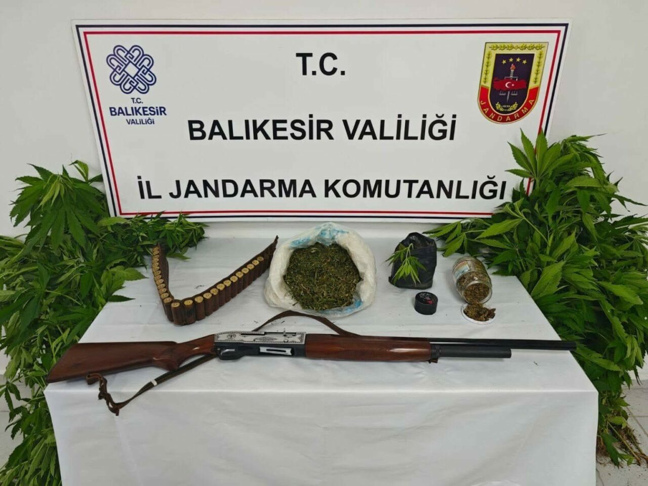 Balıkesir’in Erdek ilçesinde jandarma ekiplerince düzenlenen uyuşturucu operasyonunda 93 kök