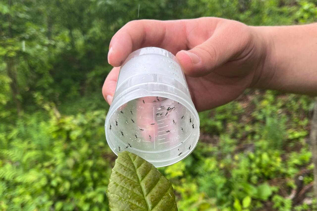 DÜZCE(İHA) – Düzce’nin Gölyaka ilçesi Orman İşletme Müdürlüğü sorumluluk alanında