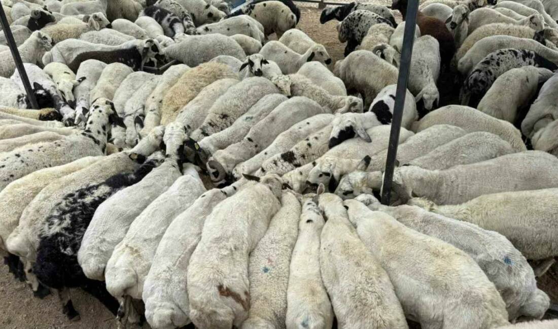 Adana’da kurbanlıklar satışa sunulurken uzmanlar yemin içerisine katılan tuz ve
