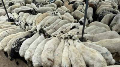 Adana’da kurbanlıklar satışa sunulurken uzmanlar yemin içerisine katılan tuz ve