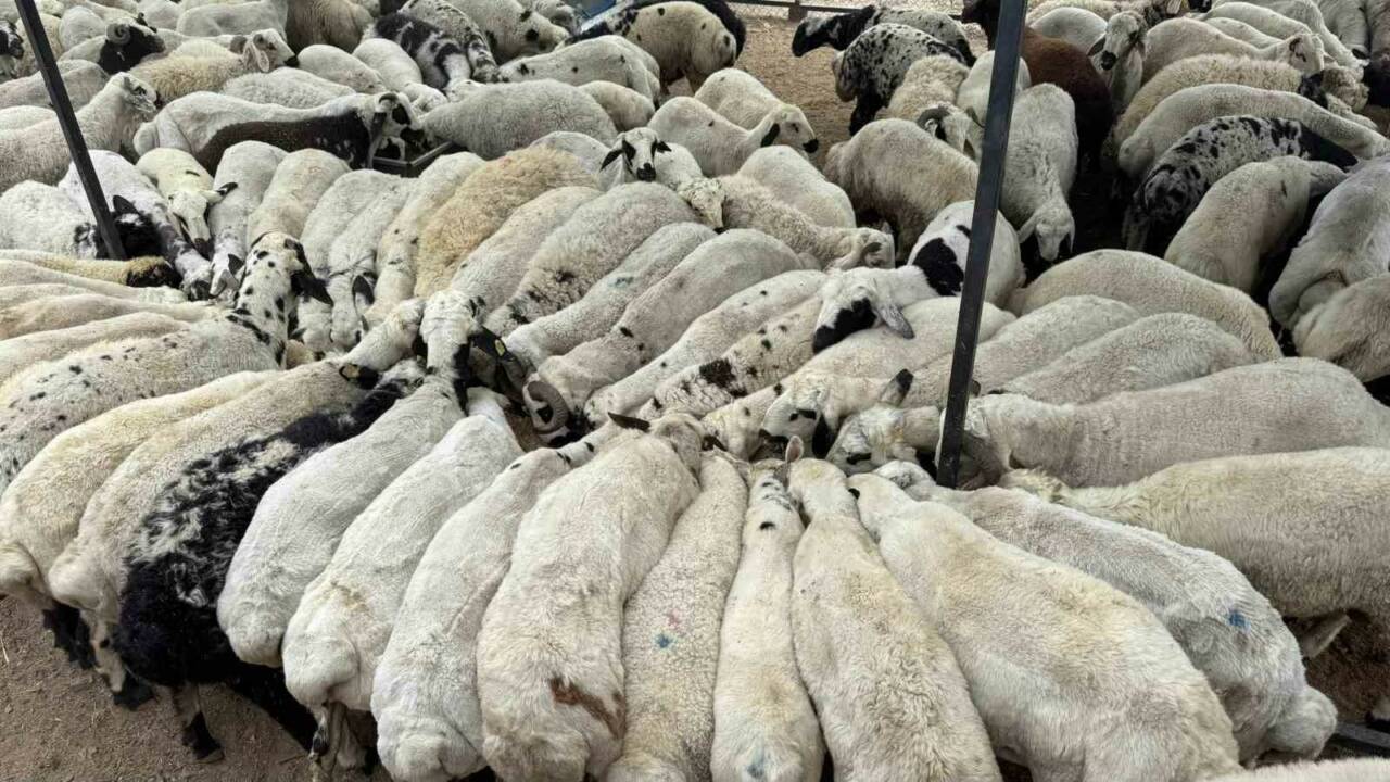 Adana’da kurbanlıklar satışa sunulurken uzmanlar yemin içerisine katılan tuz ve