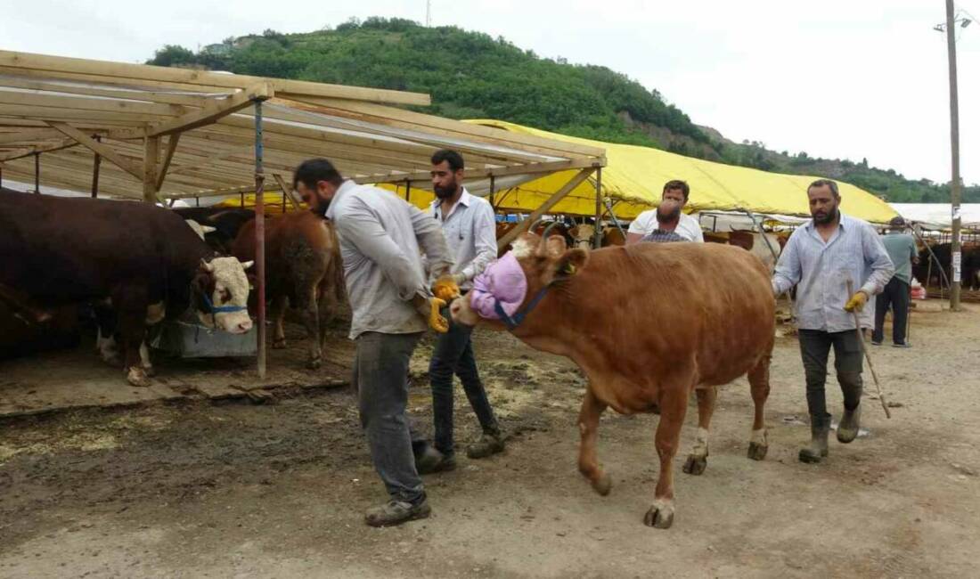Trabzon’da kurban pazarında satıcı ile alıcı arasındaki pazarlık diyaloğu renkli