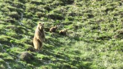 Erzincan’ın Çayırlı ilçesinde Çilhoroz köyü yakınlarına kadar gelen bozayı ile