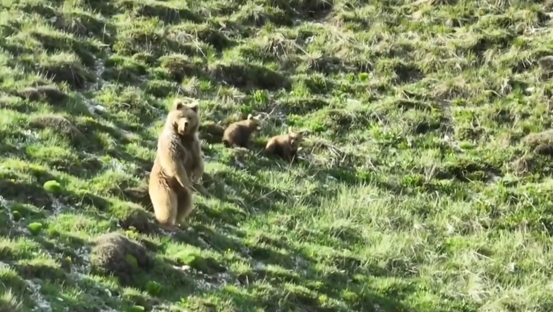 Erzincan’ın Çayırlı ilçesinde Çilhoroz köyü yakınlarına kadar gelen bozayı ile