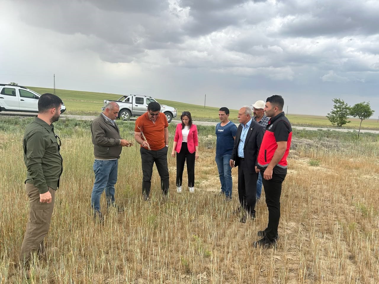 Konya’nın Kulu ilçesinde, yaşanan kuraklık sebebiyle kıraç alanlarda ekilen hububat