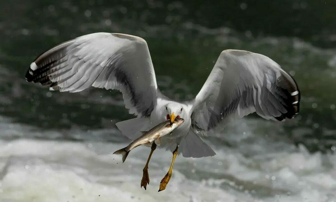 Dünyada sadece Van Gölü’nde yaşayan ve üreme döneminde tatlı sulara