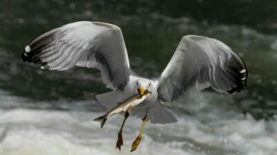 Dünyada sadece Van Gölü’nde yaşayan ve üreme döneminde tatlı sulara