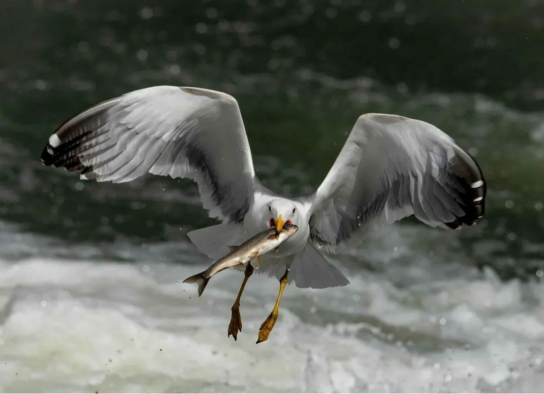 Dünyada sadece Van Gölü’nde yaşayan ve üreme döneminde tatlı sulara