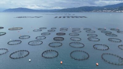 ORDU (AA) – Ordu’da kafes balıkçılığı tesislerinde üretilen Türk somonunun