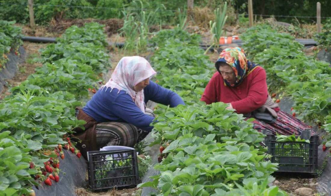 Ordu’da üretimi yapılan çilekte hasadın büyük bir kısmını yapan kadınlar,