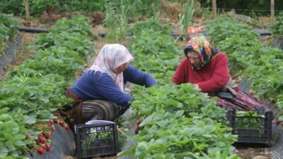 Ordu’da üretimi yapılan çilekte hasadın büyük bir kısmını yapan kadınlar,