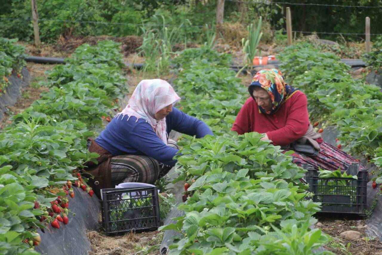 Ordu’da üretimi yapılan çilekte hasadın büyük bir kısmını yapan kadınlar,