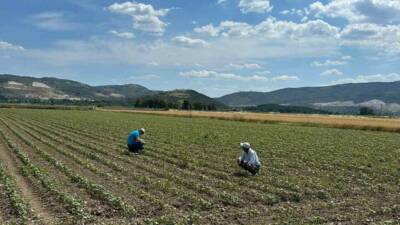 Aydın’ın İncirliova, Efeler ve Sultanhisar ilçelerindeki pamuk tarlalarında zararlıların tespit