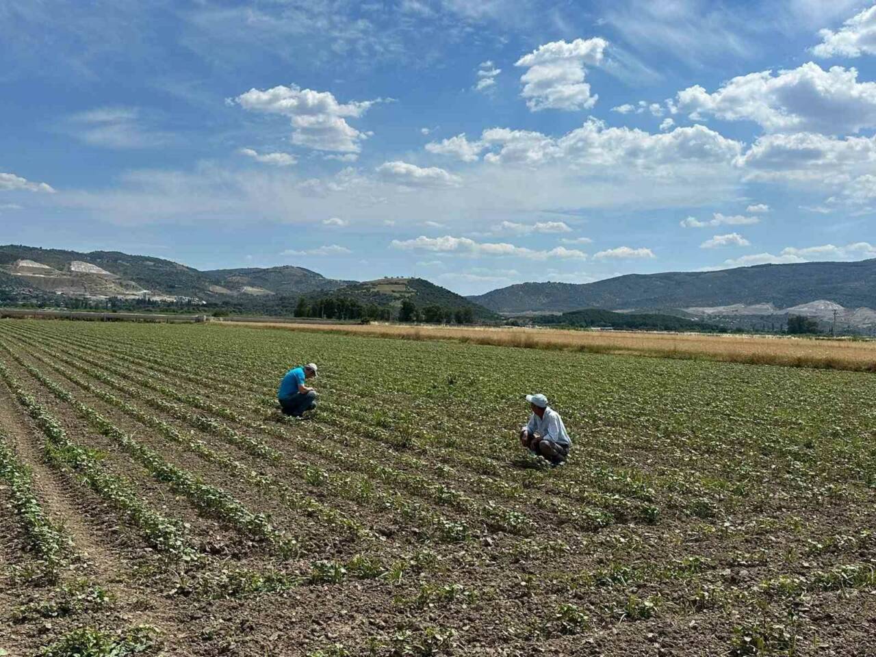 Aydın’ın İncirliova, Efeler ve Sultanhisar ilçelerindeki pamuk tarlalarında zararlıların tespit