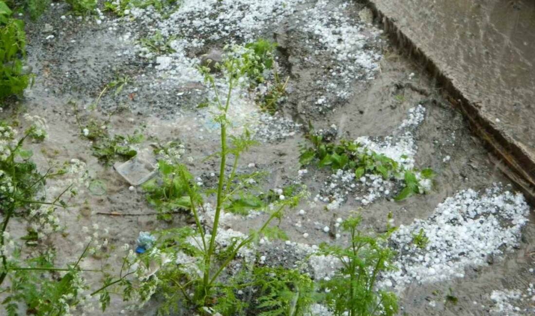 Ardahan’ın Posof ilçesinde şiddetli dolu yağışı sele sebep oldu. Ceviz