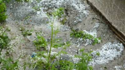Ardahan’ın Posof ilçesinde şiddetli dolu yağışı sele sebep oldu. Ceviz