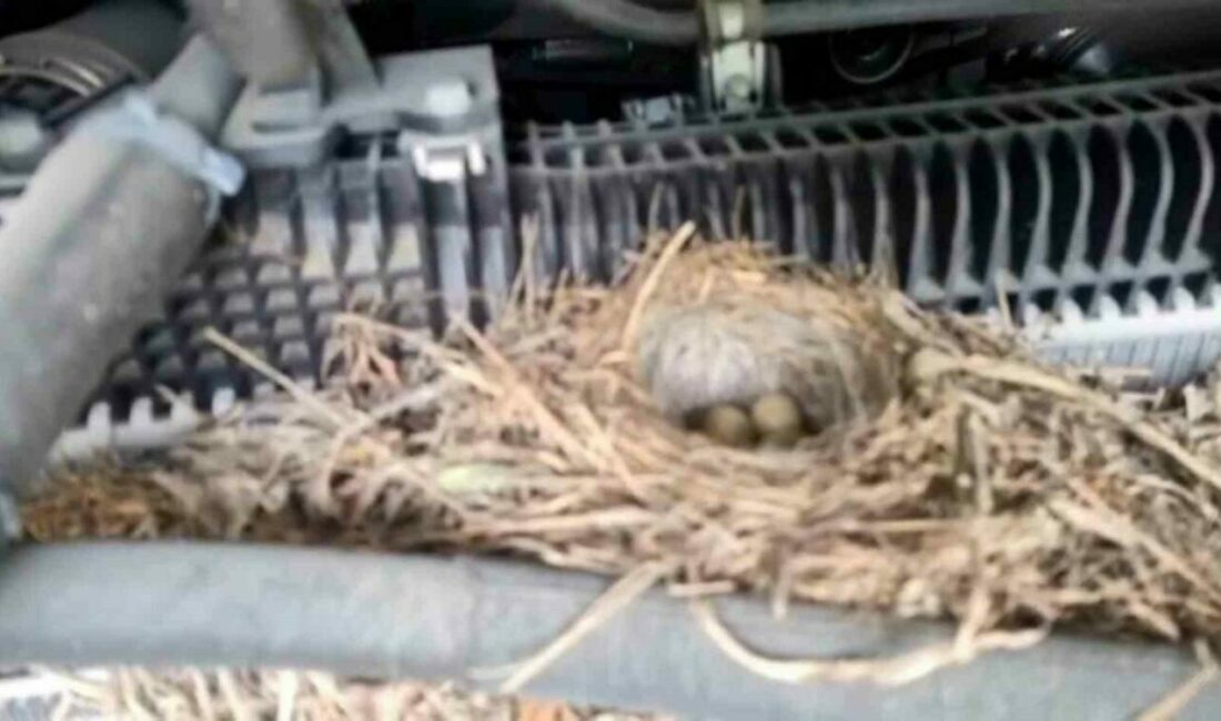 Rize’de motoruna kuşun yuva yaptığı ve günlüğü 7 bin 500-10