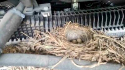 Rize’de motoruna kuşun yuva yaptığı ve günlüğü 7 bin 500-10