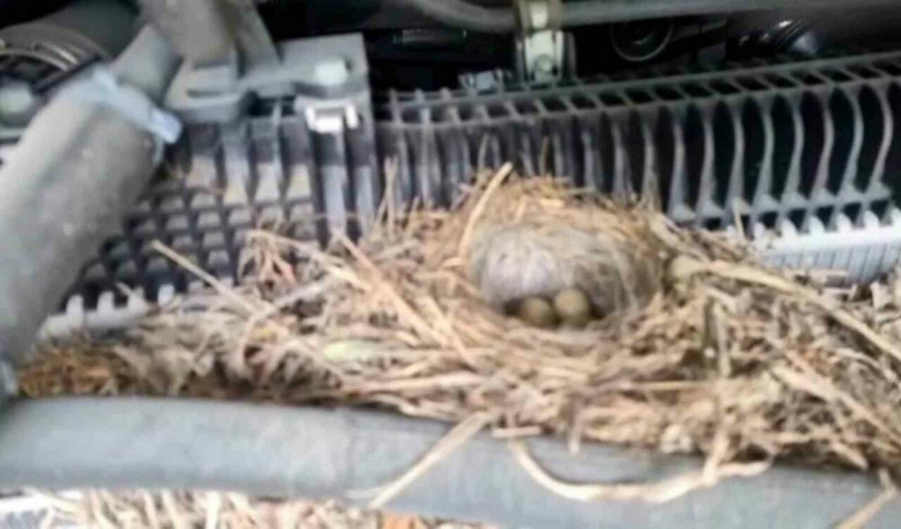 Rize’de motoruna kuşun yuva yaptığı ve günlüğü 7 bin 500-10