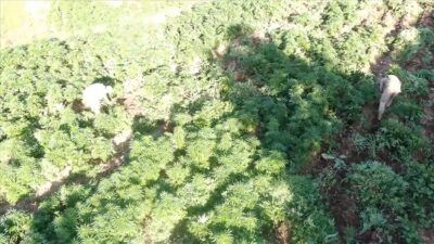 İçişleri Bakanı Ali Yerlikaya, Diyarbakır'da düzenlenen uyuşturucu operasyonunda, 70 ton