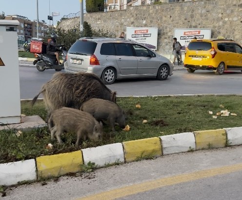 Kuşadası Kaymakamlığı tarafından yayımlanan yasak kararının ardından yürütülen denetimlerde, yaban