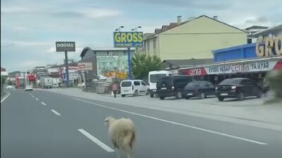 Yalova’da sahibinin elinden kaçan kurbanlık koyun Yalova-İzmit kara yoluna çıkarak