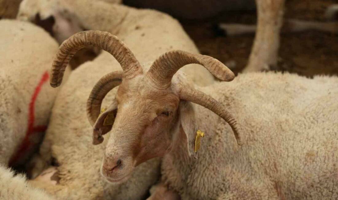 Adana’da kurbanlık olarak satışa çıkarılan 4 boynuzlu koçlar, görenlerin dikkatini