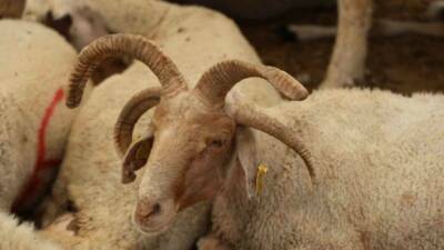 Adana’da kurbanlık olarak satışa çıkarılan 4 boynuzlu koçlar, görenlerin dikkatini