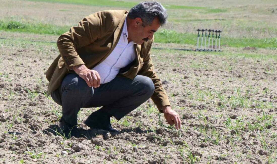 Ağrı’nın Diyadin ilçesinde üretim artıyor. Pancar, patates ve hayvancılıkla bölge