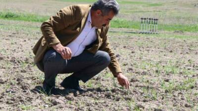 Ağrı’nın Diyadin ilçesinde üretim artıyor. Pancar, patates ve hayvancılıkla bölge